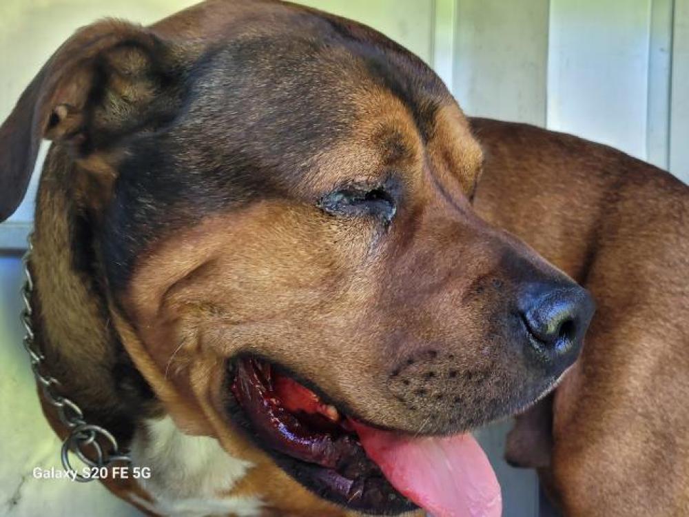 Shelter Stray Male Dog last seen Near BLOCK BURGESS ST, DETROIT, MI, Detroit, MI 48211