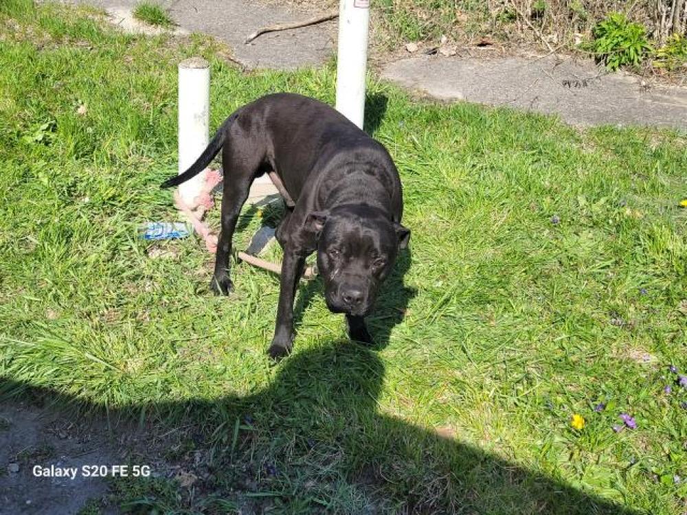 Shelter Stray Male Dog last seen Near BLOCK BENNETT ST, DETROIT, MI, Detroit, MI 48211