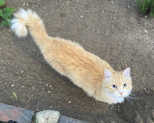 Lost Male Cat last seen Skyway , Seattle, WA 98178
