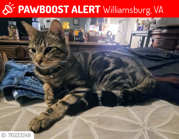 Lost Male Cat last seen In between hooters and cracker barrel on bypass road, Williamsburg, VA 23185