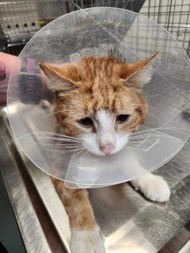 Shelter Stray Male Cat last seen Alexandria, VA, 22303, Richmond Hwy, Fairfax County, VA, Fairfax, VA 22032