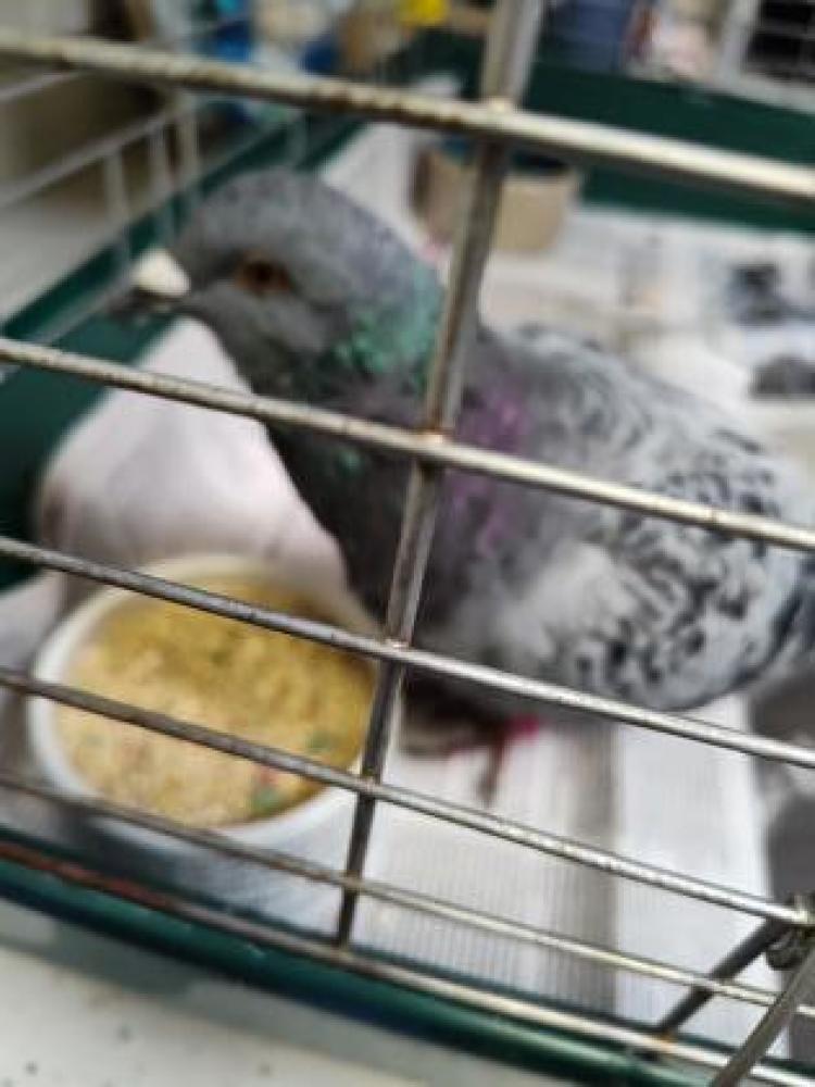 Shelter Stray Unknown Pigeon last seen Fairfax, VA 22030, Fairfax, VA 22032