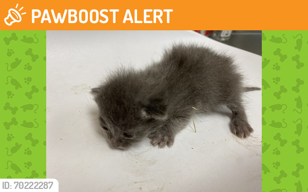 Shelter Stray Female Cat last seen wood Creek, 75181, TX, Mesquite, TX 75149