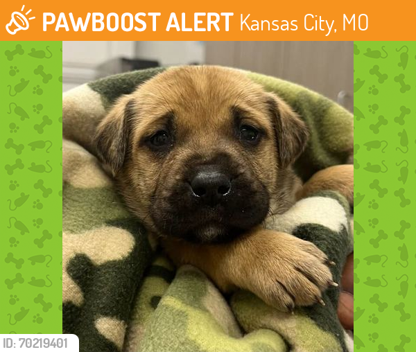 Shelter Stray Female Dog last seen E 55th St and Eastern Ave KCMO 64129, 64129, MO, Kansas City, MO 64132