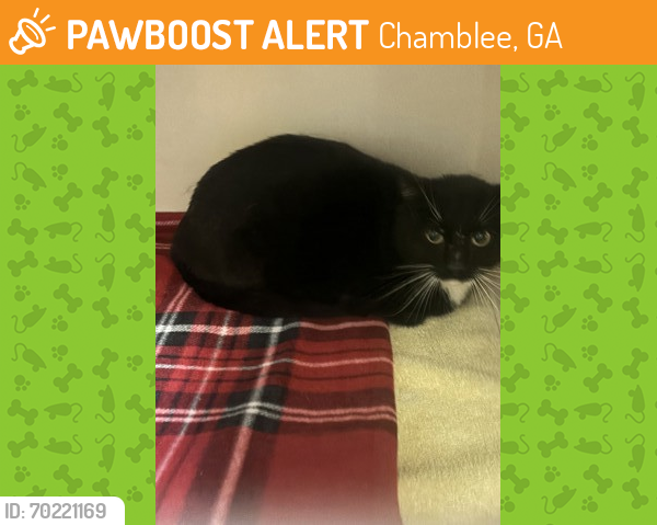 Shelter Stray Female Cat last seen Near Cartecay Drive, Atlanta, GA, 30319, 30319, GA, Chamblee, GA 30341