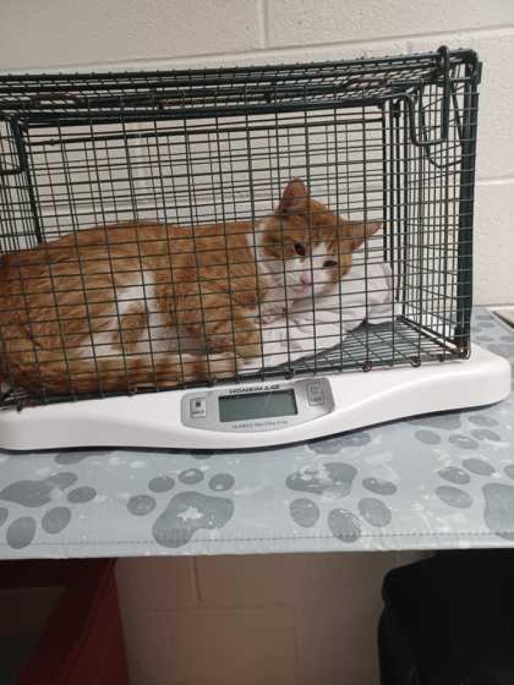 Shelter Stray Male Cat last seen Knoxville, TN 37917, Knoxville, TN 37919