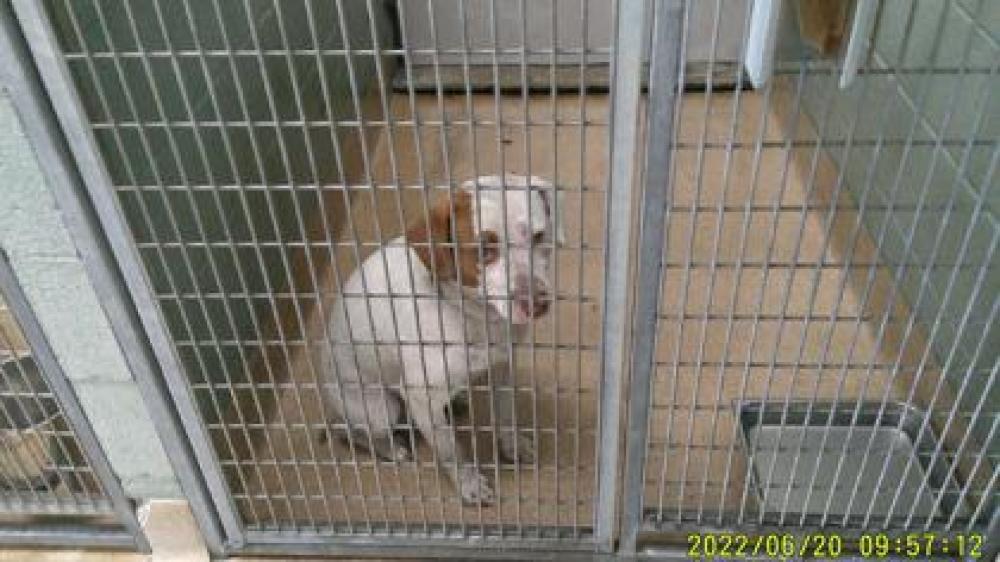 Shelter Stray Male Dog last seen , CA , Oakland, CA 94601