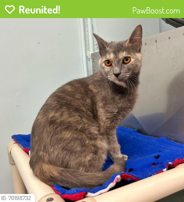 Reunited Female Cat last seen Avers Ave. and Pratt Ave. in Lincolnwood, IL, Lincolnwood, IL 60712