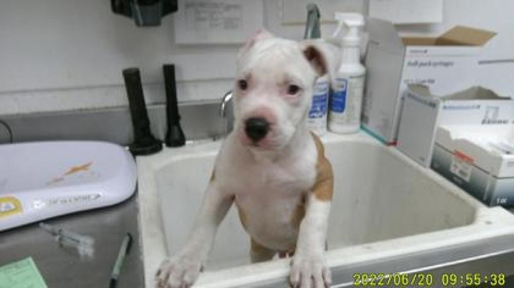 Shelter Stray Male Dog last seen Oakland, CA 94607, Oakland, CA 94601