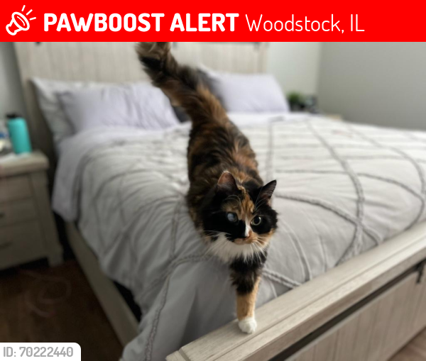 Lost Female Cat last seen sonatas neighborhood , Woodstock, IL 60098