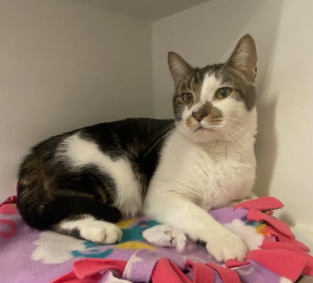 Shelter Stray Male Cat last seen 14th, PORTLAND, OR, 97214, Troutdale, OR 97060