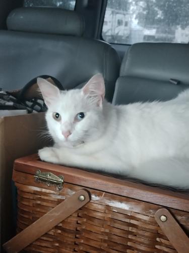 Lost Female Cat last seen Us 27, Ocala, FL 34475