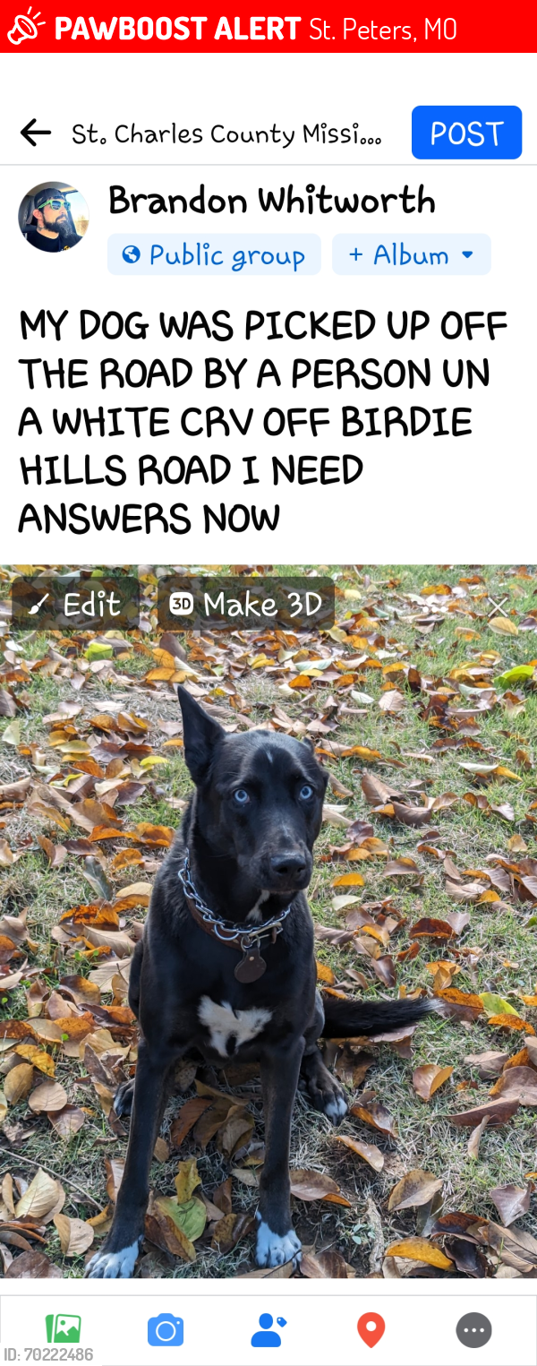 Lost Female Dog last seen  Birdie hills drive, St. Peters, MO 63376
