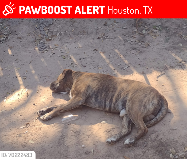Deceased Male Dog last seen Near Judyleigh Dr, Houston, TX 77084