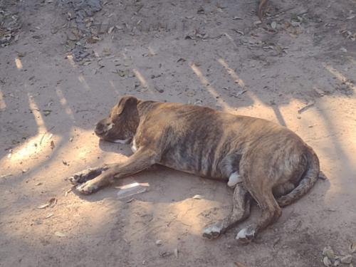 Lost Male Dog last seen Near Judyleigh Dr, Houston, TX 77084