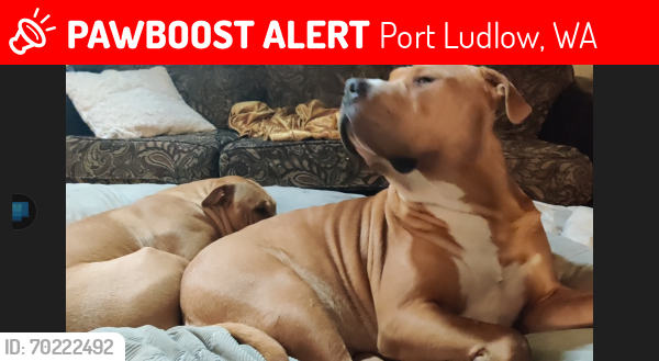 Lost Male Dog last seen Hwy104, Port Ludlow, WA 98365
