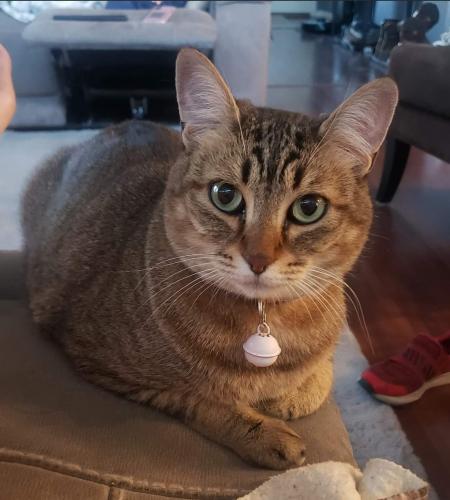 Lost Female Cat last seen Thompson River Ranch, Johnstown, CO 80534