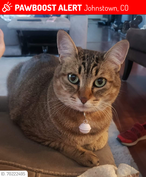 Lost Female Cat last seen Thompson River Ranch, Johnstown, CO 80534