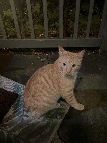 Lost Male Cat last seen Providence Fairview Sardis, Charlotte, NC 28270