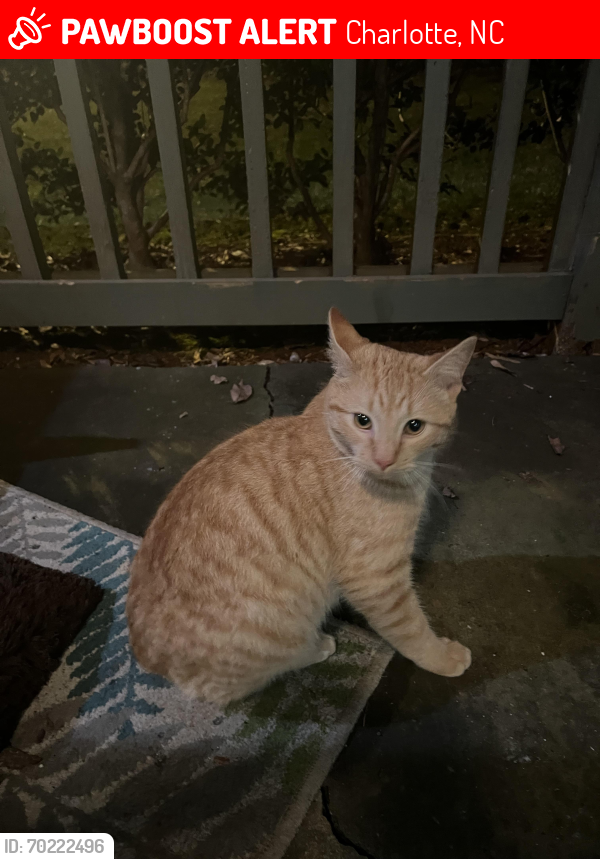Lost Male Cat last seen Providence Fairview Sardis, Charlotte, NC 28270