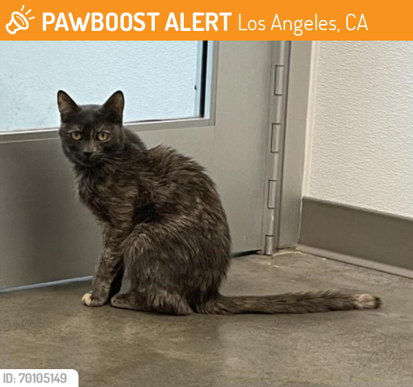 Shelter Stray Female Cat last seen , Los Angeles, CA 90064