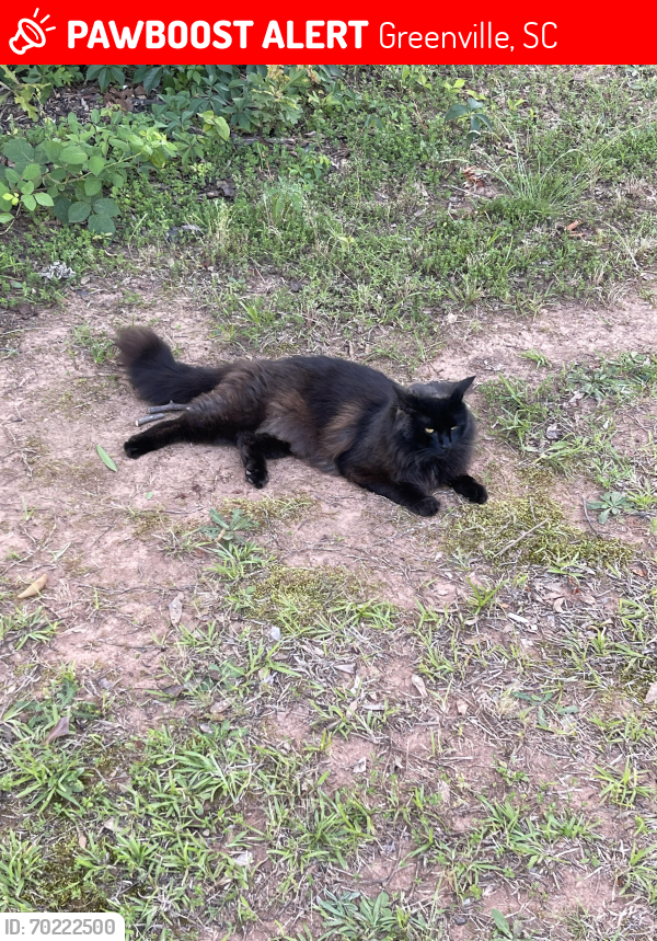 Lost Male Cat last seen In the backyard of our hse., Greenville, SC 29605