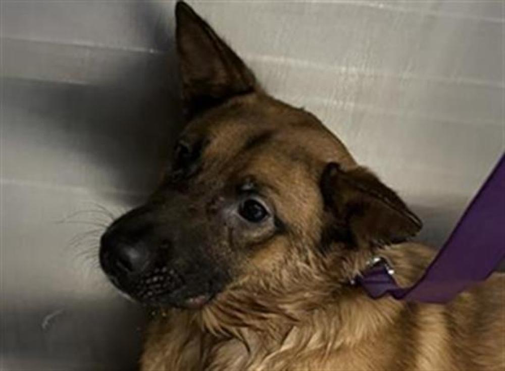 Shelter Stray Female Dog last seen , Tucson, AZ 85745