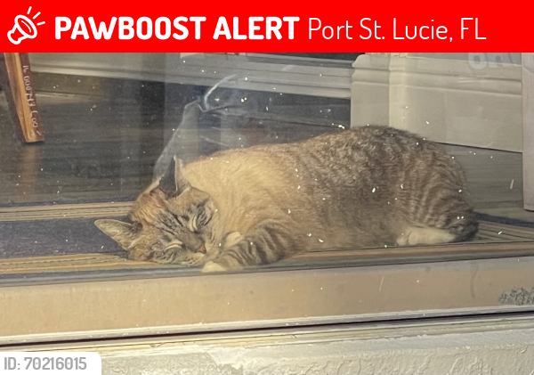 Lost Female Cat last seen Floresta and Thornhill, Port St. Lucie, FL 34983