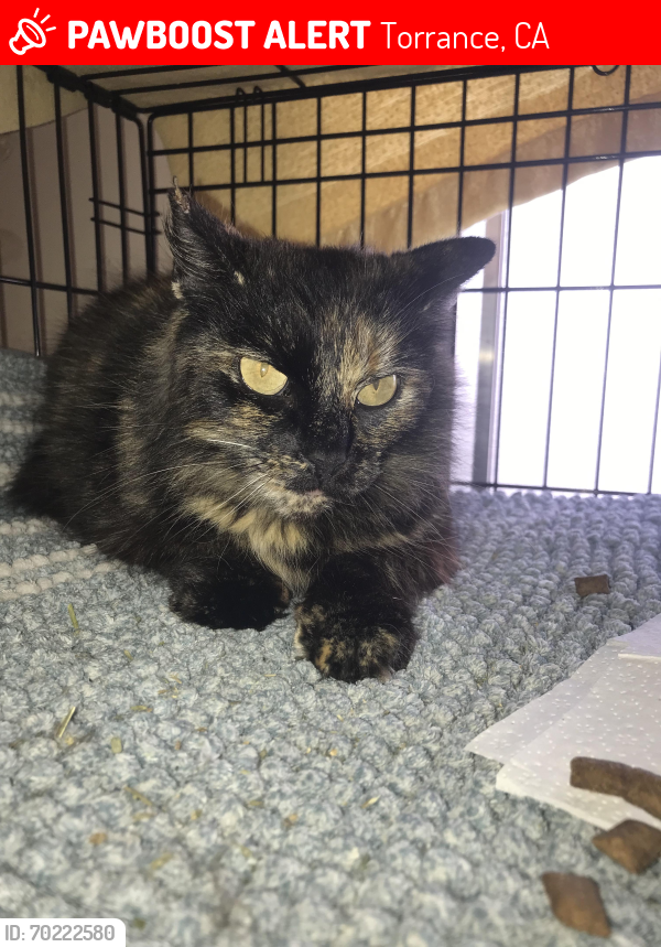 Lost Female Cat last seen Near Normandie Ave (222nd & 223rd cross streets) 90501, Torrance, CA 90501