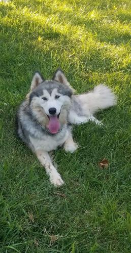 Lost Male Dog last seen Coke Rd, Winnsboro, TX 75494