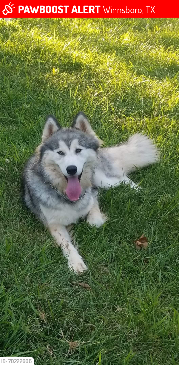 Winnsboro, TX Lost Male Dog, Koda Bear Is Missing | PawBoost