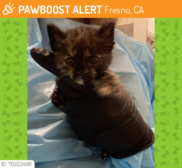 Shelter Stray Female Cat last seen S Ormus Ave & W Bowles Ave, Raisin City Zone Fresno CO 1A 93652, CA, Fresno, CA 93706