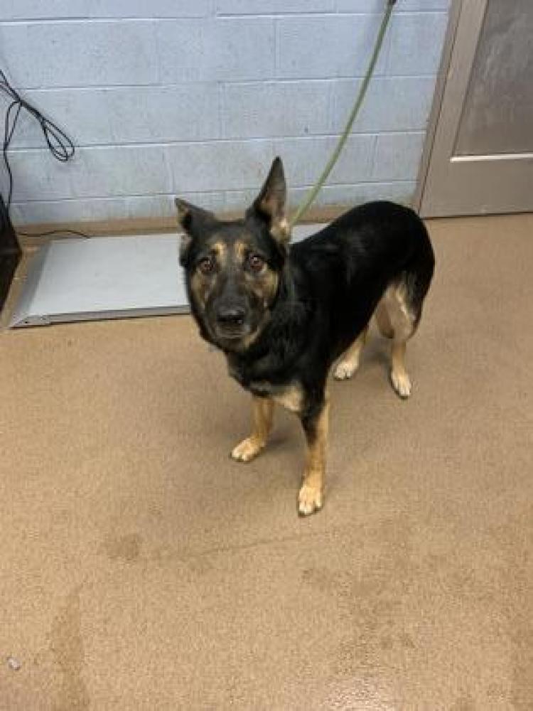 Shelter Stray Female Dog last seen Brought into DCAS for BQ, 30088, GA, Chamblee, GA 30341