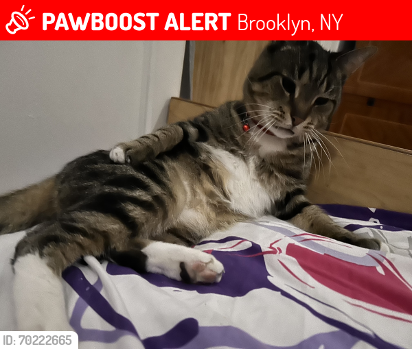 Lost Male Cat last seen Near Stanhope St., Brooklyn, NY 11237