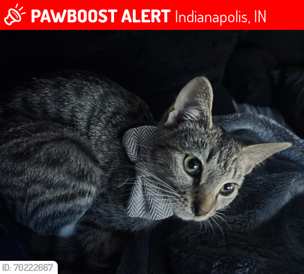 Lost Female Cat last seen Brendon way east dr , Indianapolis, IN 46226