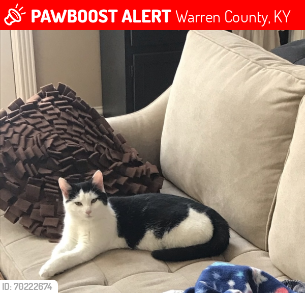 Lost Male Cat last seen Cooper Dearing Road, Alvaton KY, Warren County, KY 42122