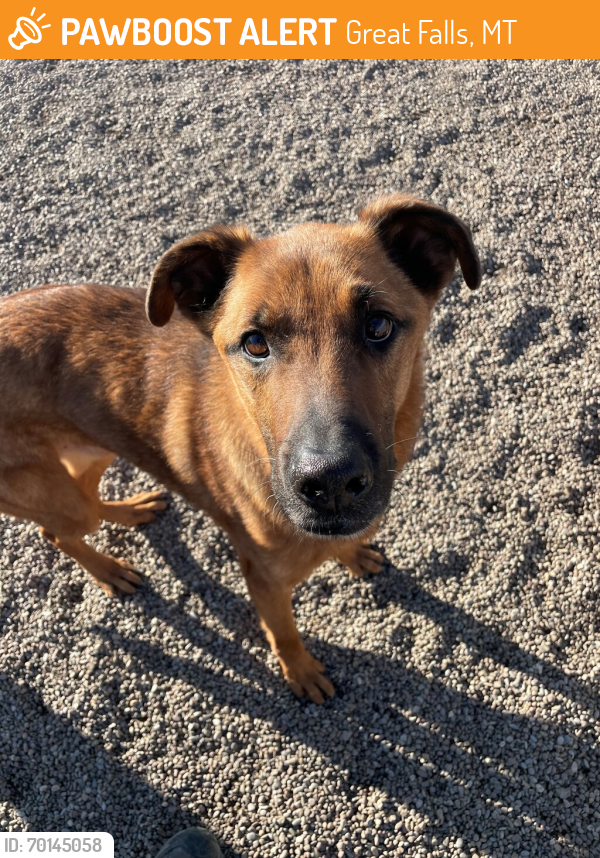 Shelter Stray Male Dog last seen Near Beaverhead Court, GREAT FALLS, MT, 59405, Great Falls, MT 59401