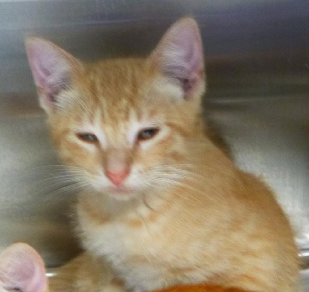 Shelter Stray Male Cat last seen Near N Pierce Street, LAFAYETTE, LA, 70501, Lafayette, LA 70507