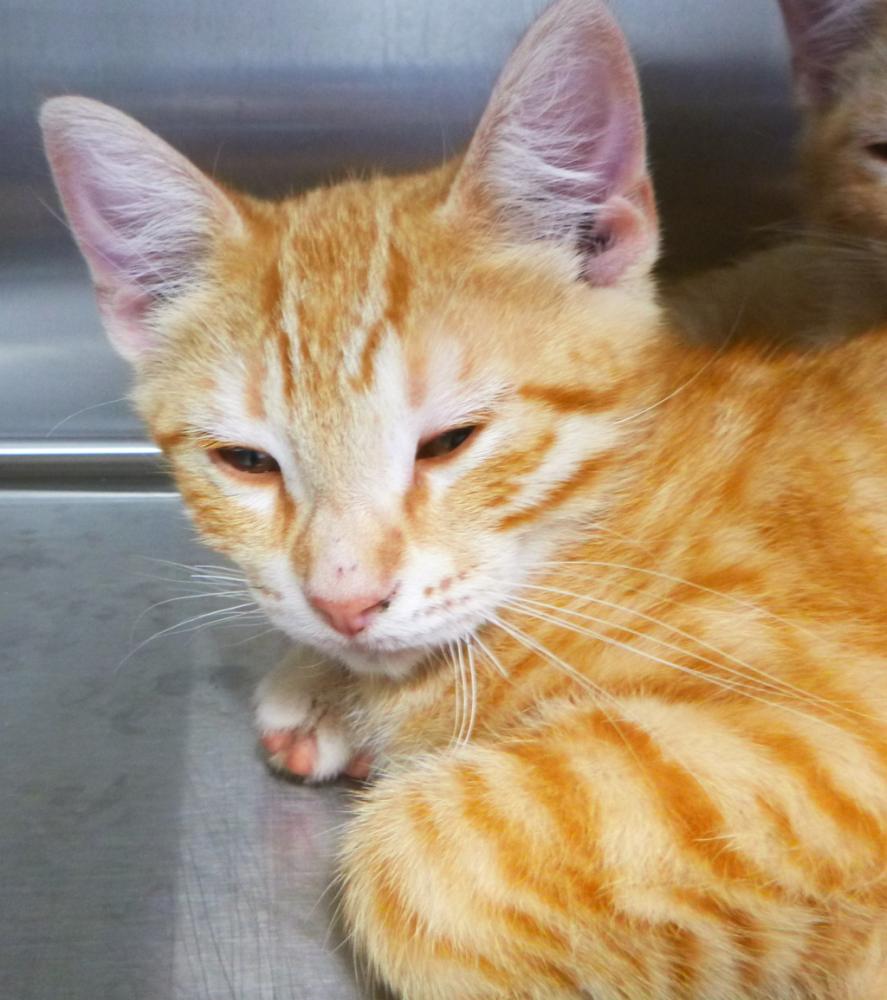 Shelter Stray Male Cat last seen Near N Pierce Street, LAFAYETTE, LA, 70501, Lafayette, LA 70507
