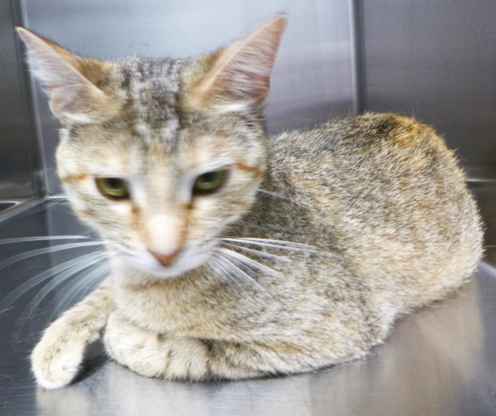 Shelter Stray Female Cat last seen Near N Pierce Street, LAFAYETTE, LA, 70501, Lafayette, LA 70507