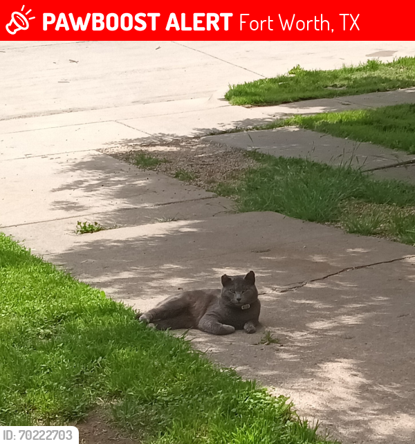 Lost Male Cat last seen Sanguinet St. , Fort Worth, TX 76107