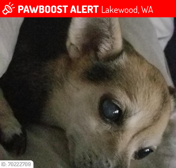 Lost Female Dog last seen Woodbrook, Lakewood, WA 98439
