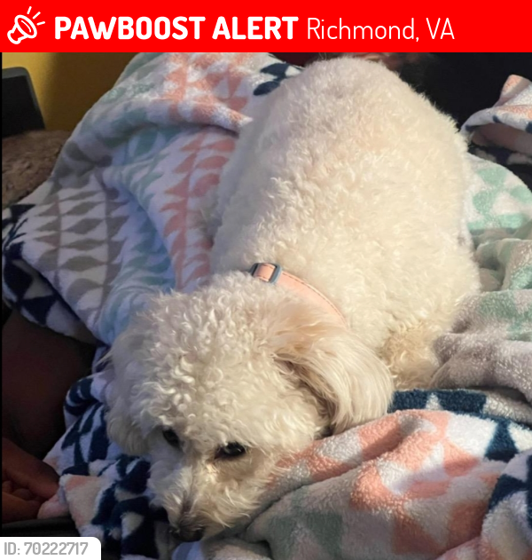 Lost Female Dog last seen Hull Street near Food Lion, Richmond, VA 23224