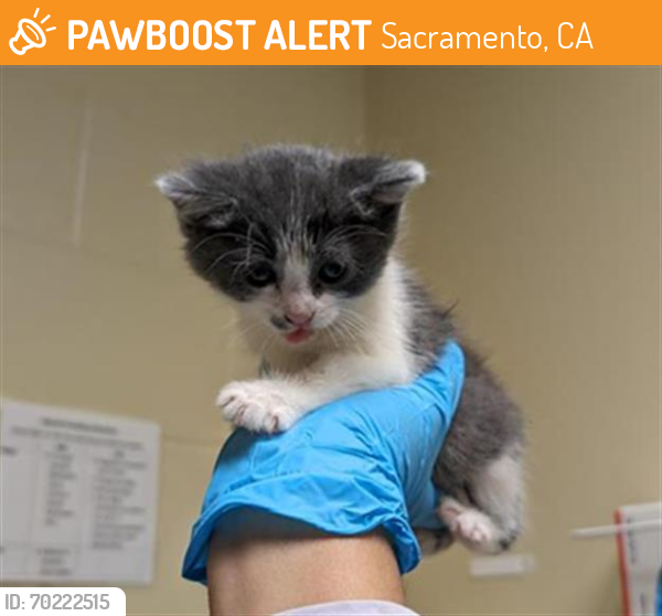Shelter Stray Female Cat last seen 10TH ST & N ST, Sacramento, CA 95818
