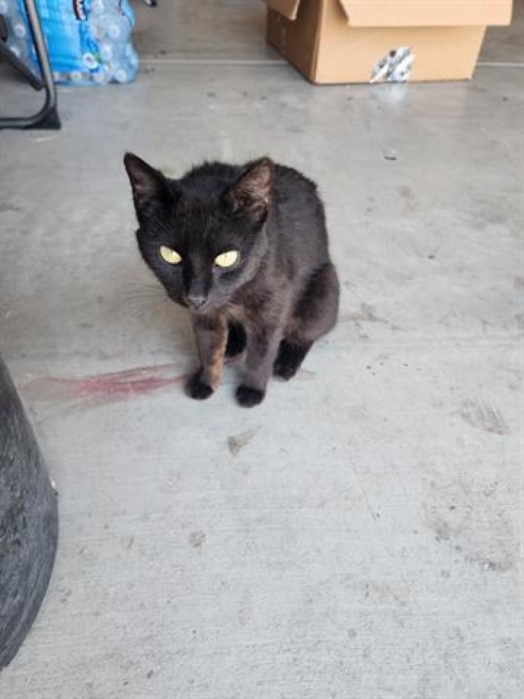 Shelter Stray Female Cat last seen Near BLOCK SALAZAR AV, BAKERSFIELD,CA, Bakersfield, CA 93307