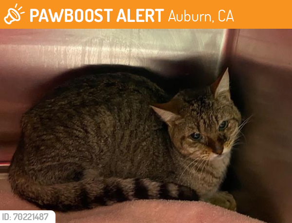 Shelter Stray Unknown Cat last seen HWY 49, Auburn, CA 95603
