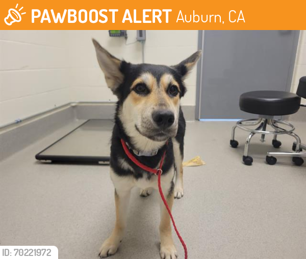 Shelter Stray Female Dog last seen OLD AUBURN RD, Auburn, CA 95603