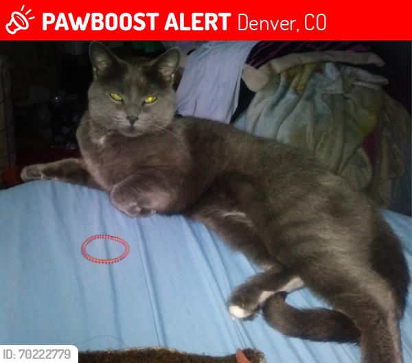 Lost Female Cat last seen Near South Zang Way, Denver, Colorado 80228, US, Denver, CO 80228