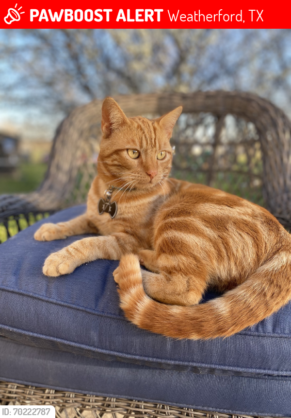 Lost Male Cat last seen Close to cart wright park, Weatherford, TX 76088