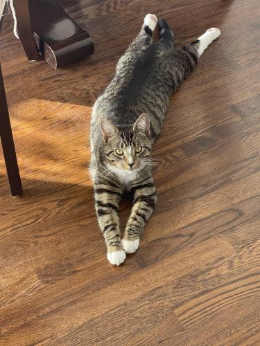 Lost Male Cat last seen Parsons rd, Hartford, OH 43013